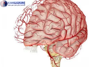 عروق مغزی چیست؟