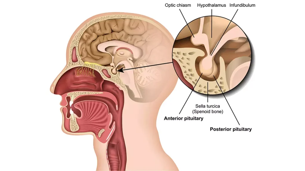 آناتومی هیپوفیز